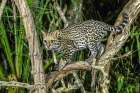 Brazil-Pantanal Ocelot on tree branch Art Print